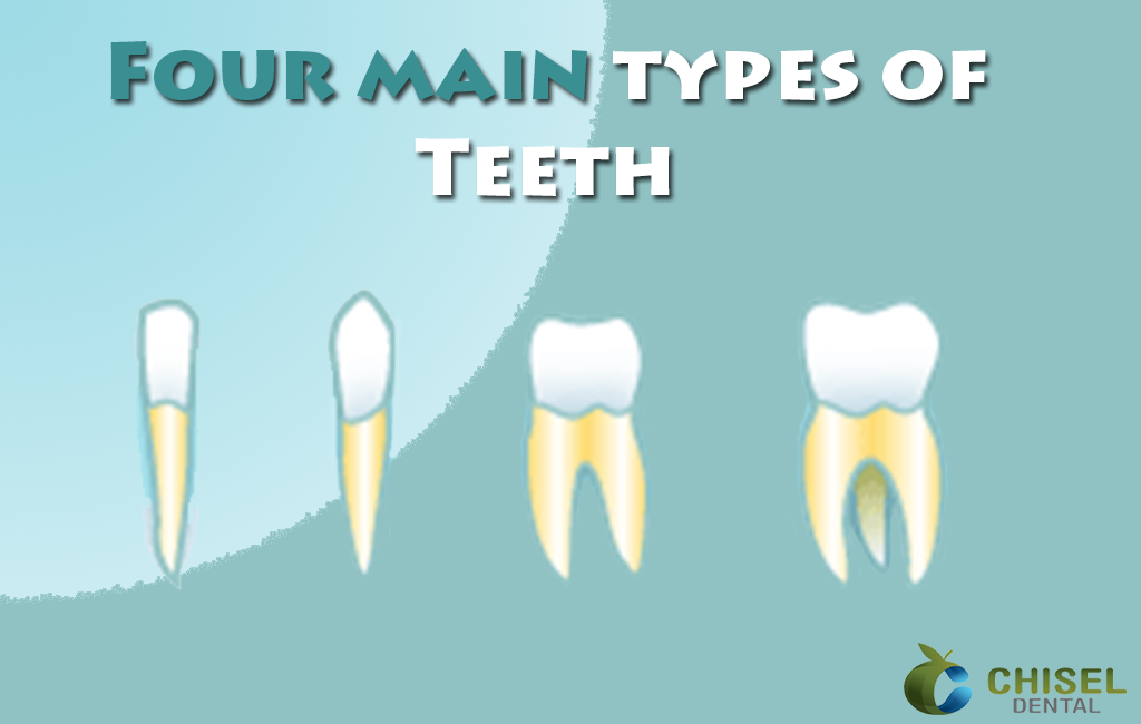 4 major types teeth